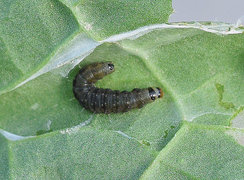 Larva di Cnephasia incertana, Tortricidae